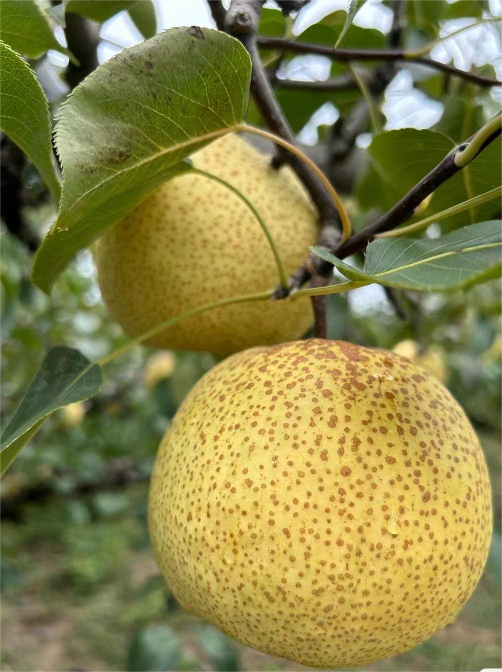 Dangshan pear 